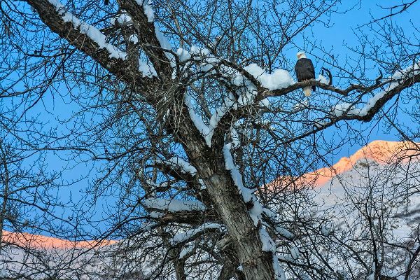 Su, Keren 아티스트의 Bald Eagle perched on a tree covered with snow-snow mountain in the distance-Haines-Alaska-USA작품입니다.